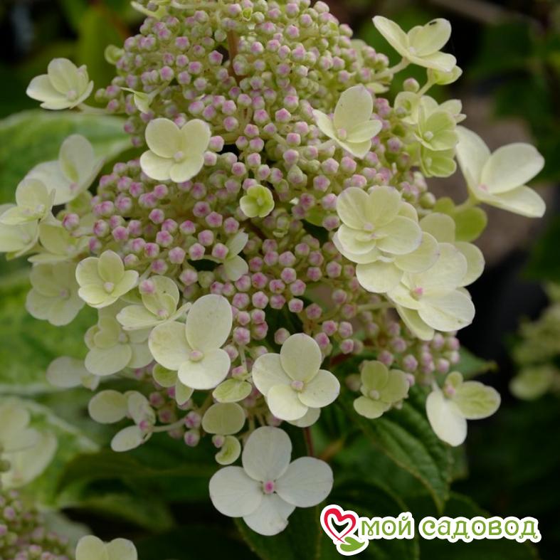 Гортензия метельчатая Би Хеппи ЗКС