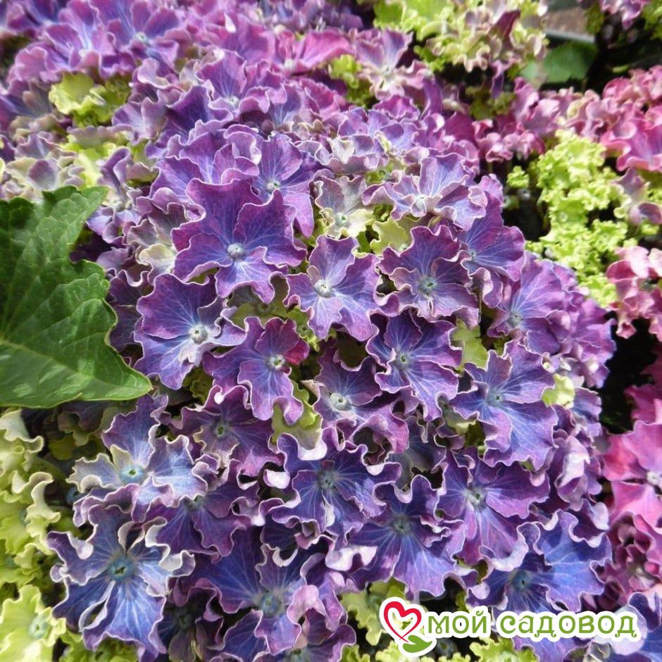 Гортензия Керли Спаркл Блю Пепл