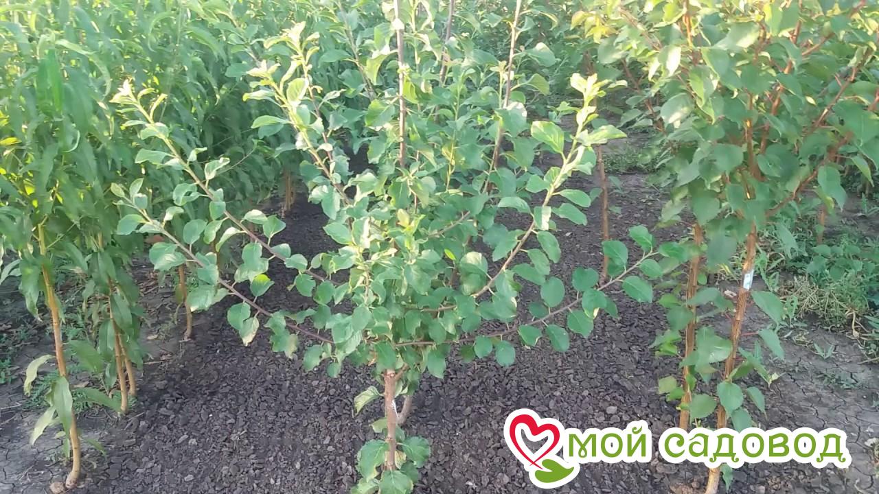 Слива Таежный Дар